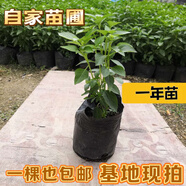 九層塔潮汕金不換盆栽食用主廚房九層塔盆栽食用羅勒植物香料甜羅 1年苗--葉子帶淡香味 帶原土原盤(pán)