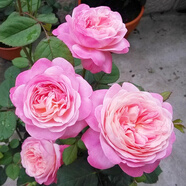 清韻伊人 月季花樹(shù)苗爬藤當年開(kāi)花月季花苗特大花盆栽地載庭院薔薇 夢(mèng)光環(huán)【不爬藤】