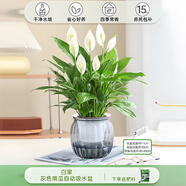 綠有意白掌盆栽一帆風(fēng)順水培植物室內好養花卉綠植水養四季開(kāi)花植物盆栽 【網(wǎng)紅款】白掌-灰色南瓜盆 含盆
