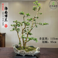 卓美御庭小葉榆樹(shù)盆栽綠植擺件雀梅梔子花室內外客廳高端造型盆景中秋禮物 海南博蘭01號