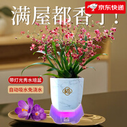 劉閣蘭花5色可選 水培夢(mèng)香蘭花苗帶盆發(fā)貨香水文心蘭奶油味室內(nèi)花卉盆栽草 紅色文心蘭帶4支生花劍帶燈光水培盆