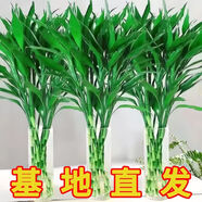 富貴竹水培植物盆栽綠植花卉室內花客廳招財水養轉運竹節節高 粗竹80厘米左右高度10顆 帶花瓶