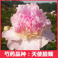菏澤正宗芍藥花卉觀(guān)賞牡丹花苗重瓣帶芽室內外陽(yáng)臺開(kāi)花綠植庭院 天使臉頰