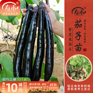 壽禾 蔬菜苗活苗帶土發(fā)貨大全菜苗種苗秋冬各種秧苗山東壽光苗子陽(yáng)臺 【黑長(cháng)】經(jīng)典長(cháng)茄王苗6棵
