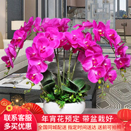 初卉（C·hui）【送貨上門】蝴蝶蘭盆栽帶花帶苞年宵花盆栽花卉真花喬遷全國配送 五支紫色（帶盆栽好）