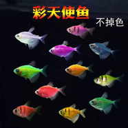 天使魚活體群游魚觀賞魚淡水斑馬魚孔雀魚七彩色金魚好養(yǎng)新手魚 10條自選顏色3.2-4.5厘米
