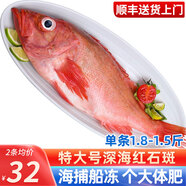 ?；蕿臣t石斑魚(yú) 冷凍整條深海大龍膽?hù)~(yú)富貴魚(yú)海鮮水產(chǎn) 【超大規(guī)格】1.5-1.8斤*2條