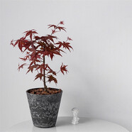 聽雪樓DOLV 豆綠 日本紅楓 日系浪漫風(fēng)情植物四季變色 北歐風(fēng)植物 日本紅楓樹脂桶狀黑盆 含盆