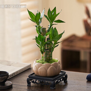 綠有意步步高觀音竹富貴荷花竹水養(yǎng)土培盆栽室內(nèi)桌擺植物吸甲醛水培植物 蓮花陶瓷盆+富貴竹+復(fù)古底座 含盆