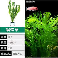 蜈蚣草水草魚缸造景好養(yǎng)耐活增氧綠菊水草植物真草凈化水質陰性 蜈蚣草6支【帶1重力環(huán)】