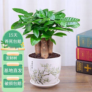 花友發(fā)財樹(shù)盆栽辦公室盆栽室內客廳桌面綠植小盆景發(fā)財樹(shù)植物花卉 花好月圓陶瓷花盆+三桿發(fā)財樹(shù)