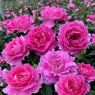 清韻伊人 月季花樹苗爬藤當(dāng)年開花月季花苗特大花盆栽地載庭院薔薇 天方夜譚【不爬藤】