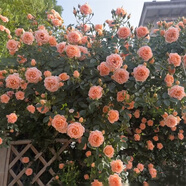 飛沭月季花苗爬藤薔薇月季花樹陽臺盆栽花卉庭院爬墻植物四季開花 甜夢 中苗 【0.9-1米高】