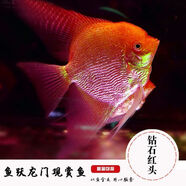 神仙魚(yú)燕魚(yú)6-10cm野生埃及秘魯熊貓燕魚(yú)七彩神仙熱帶觀(guān)賞魚(yú)包郵 6-8cm鉆石紅頭燕/1條