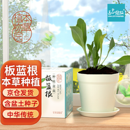 IAM City Farmer板藍(lán)根 本草種植 兒童種植小盆栽 植物觀察 草藥種植 發(fā)芽快10059