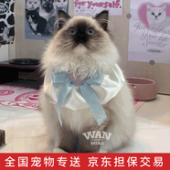 涴喵 布偶貓活體幼貓寵物貓咪活體海雙藍(lán)雙山貓布偶藍(lán)眼睛長毛仙女貓 寵物級 重點(diǎn)色布偶貓