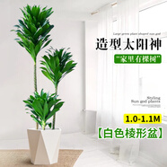 嘆為觀止 大型盆栽 單桿辮子發(fā)財(cái)樹(shù)天堂鳥(niǎo)綠蘿散尾葵辦公室內(nèi)開(kāi)業(yè)喬遷禮品 三頭太陽(yáng)神1-1.1米【菱形盆】 不含盆