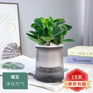 歐悟 室內(nèi)辦公桌面綠植凈化空氣除甲醛水培植物小綠植花卉盆栽綠蘿 碧玉 帶盆栽好