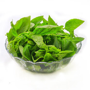 【香草美人】羅勒50g
