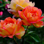 清韻伊人 月季花樹苗爬藤當(dāng)年開花月季花苗特大花盆栽地載庭院薔薇 火焰【不爬藤】