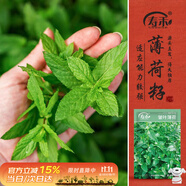 壽禾 食用薄荷種子可盆栽四季農(nóng)家驅(qū)蟲花草種籽 皺葉薄荷種子約1000粒