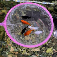 瑪麗球魚(yú) 胎生魚(yú) 直接生小魚(yú) 孔雀魚(yú) 好養熱帶魚(yú)下崽熱帶新手好養 體驗生魚(yú)(一條快生母魚(yú))