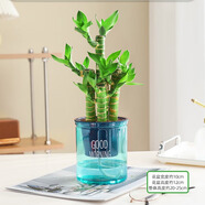 綠有意步步高觀音竹富貴荷花竹水養(yǎng)土培盆栽室內(nèi)桌擺植物吸甲醛水培植物 步步高富貴竹（綠早安自吸水盆） 含盆