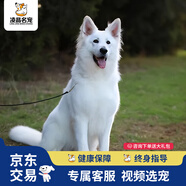 福貝純享德國牧羊犬德牧幼犬狼狗東德寵物狗活體【咨詢客服1V1視頻選寵】 寵物級 C款 公