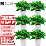 九千谷綠蘿盆栽室內(nèi)陽臺綠植花卉凈化空氣植物盆景白盆6盆源頭直發(fā)