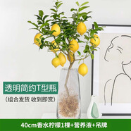 臨雅水培植物香水檸檬樹(shù)盆栽花卉室內花可食用辦公室桌面秋冬好養綠植 香水檸檬1棵+透明簡(jiǎn)約T型瓶