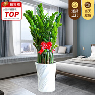 嘆為觀(guān)止大型植物發(fā)財樹(shù)各種大顆盆栽開(kāi)業(yè)喬遷客廳辦公室內好養大型花卉 金錢(qián)樹(shù)【80厘米-1米】 含盆