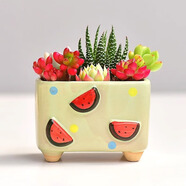 綠蔭巷子多肉植物組合盆栽陶瓷花盆新手肉肉辦公室內(nèi)桌面裝飾水果圖案 【淺西瓜方盆】6顆隨機(jī)不重復(fù)