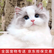 涴喵 布偶貓活體幼貓寵物貓咪活體海雙藍(lán)雙山貓布偶藍(lán)眼睛長毛仙女貓 寵物級(jí) 藍(lán)雙布偶貓