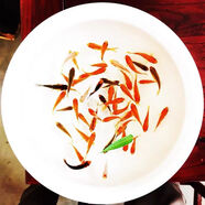 【運輸包賠】金魚草金魚冷水觀賞魚好養(yǎng)耐活小魚苗錦鯉養(yǎng)不死批發(fā) 1-3厘米之間  20條 運輸送備損