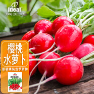 IDEAL理想農(nóng)業(yè) 櫻桃小蘿卜種子水蘿卜籽幼兒園四季種蔬菜種子 約500粒