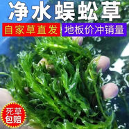 蜈蚣草水草魚缸造景好養(yǎng)耐活增氧綠菊水草植物真草凈化水質(zhì)陰性 蜈蚣草5支【無根無環(huán)】