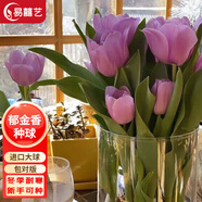易囍藝 郁金香種球水培盆栽花卉土培室內花綠植盆栽水養(yǎng)植物花卉進口大 紫色郁金香1球+營養(yǎng)液