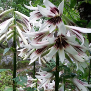 榮郁 蕎麥葉百合花種百合花盆栽花園庭院花奔 特大種球一個 不含盆