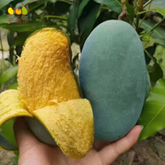 芒三少【順豐禮盒】廣西百色桂七芒果新鮮田東桂7青皮香芒9斤特大果包郵 【推薦裝】中果|200-250g，普郵 4500g