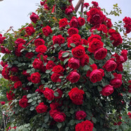 清韻伊人 月季花樹苗爬藤當(dāng)年開花月季花苗特大花盆栽地載庭院薔薇 蒂娜【爬藤】