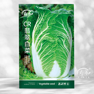 壽禾 大白菜種子大全秋季籽娃娃菜山東蔬菜四季播天津青麻葉菜籽 （翡翠）黃心白菜種子12g約4千粒