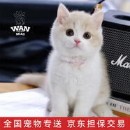涴喵 純種寵物貓咪活體金銀漸層幼貓全程輔助養(yǎng)貓簽訂合同雙重保障 寵物級(jí) 英短乳白