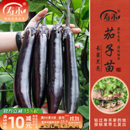 壽禾 蔬菜苗活苗帶土發(fā)貨大全菜苗種苗秋冬各種秧苗山東壽光苗子陽(yáng)臺 黑豹長(cháng)茄子苗 6棵