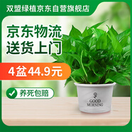 雙盟綠蘿盆栽除甲醛花卉綠植辦公室新房?jī)艋諝?80早安盆4盆源頭直發(fā)