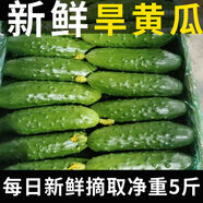 東北特產(chǎn)天然旱黃瓜刺黃瓜小青瓜水果黃瓜生吃黃瓜一整箱新鮮 5斤 凈重不含箱單