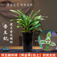 劉閣蘭花蘭花苗世界上超香四季蘭帝王妃 金邊矮種夏帶濃香花苞花卉盆栽 3大壯苗+硬塑黑盆+2包土
