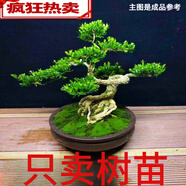 桐汝壁*瓜子黃楊造型苗 老樁微型盆景盆栽 黃楊盆景小苗南北方種植 1年造型苗隨機(jī)發(fā)貨 成活高
