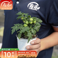 壽禾 盆栽矮生小番茄種子小西紅柿食用秋冬季播種家庭陽(yáng)臺種蔬菜 [不帶果]紅矮生盆栽1盆