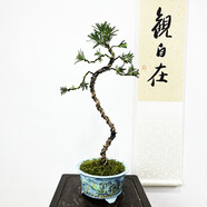 詩(shī)甲雀舌羅漢松盆景真柏老樁盆栽四季常青好養植物送禮盆景耐寒室內外 雀舌羅漢松文人（一物一拍）