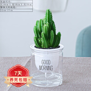 祺典花卉植物室內(nèi)花辦公桌面凈化空氣水培小綠植好養(yǎng)易活驅(qū)蚊盆栽 【限量單盆】萬重山+透明懶人盆 帶盆栽好